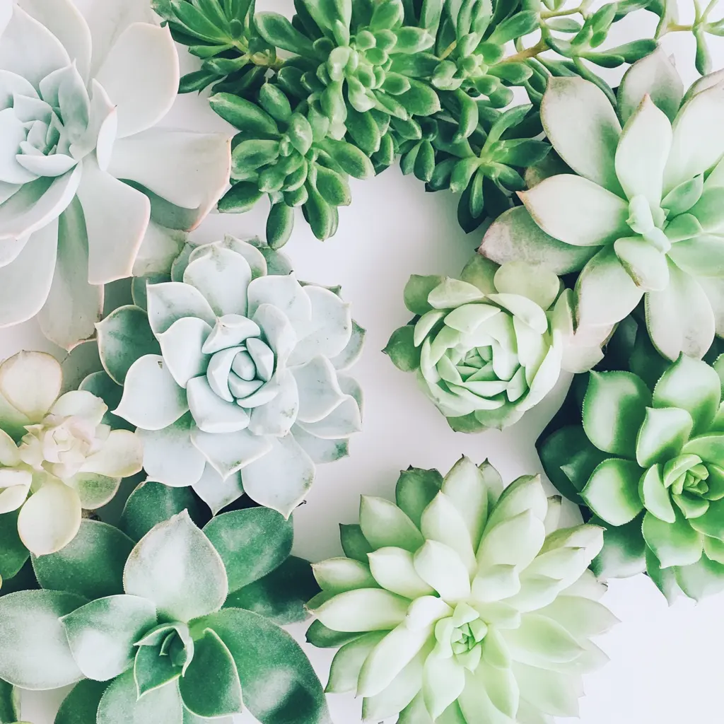 Minimal succulent flat lay with soft green and pale mint echeveria plants arranged on a bright white background with airy botanical styling